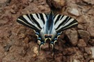 Iphiclides podalirius